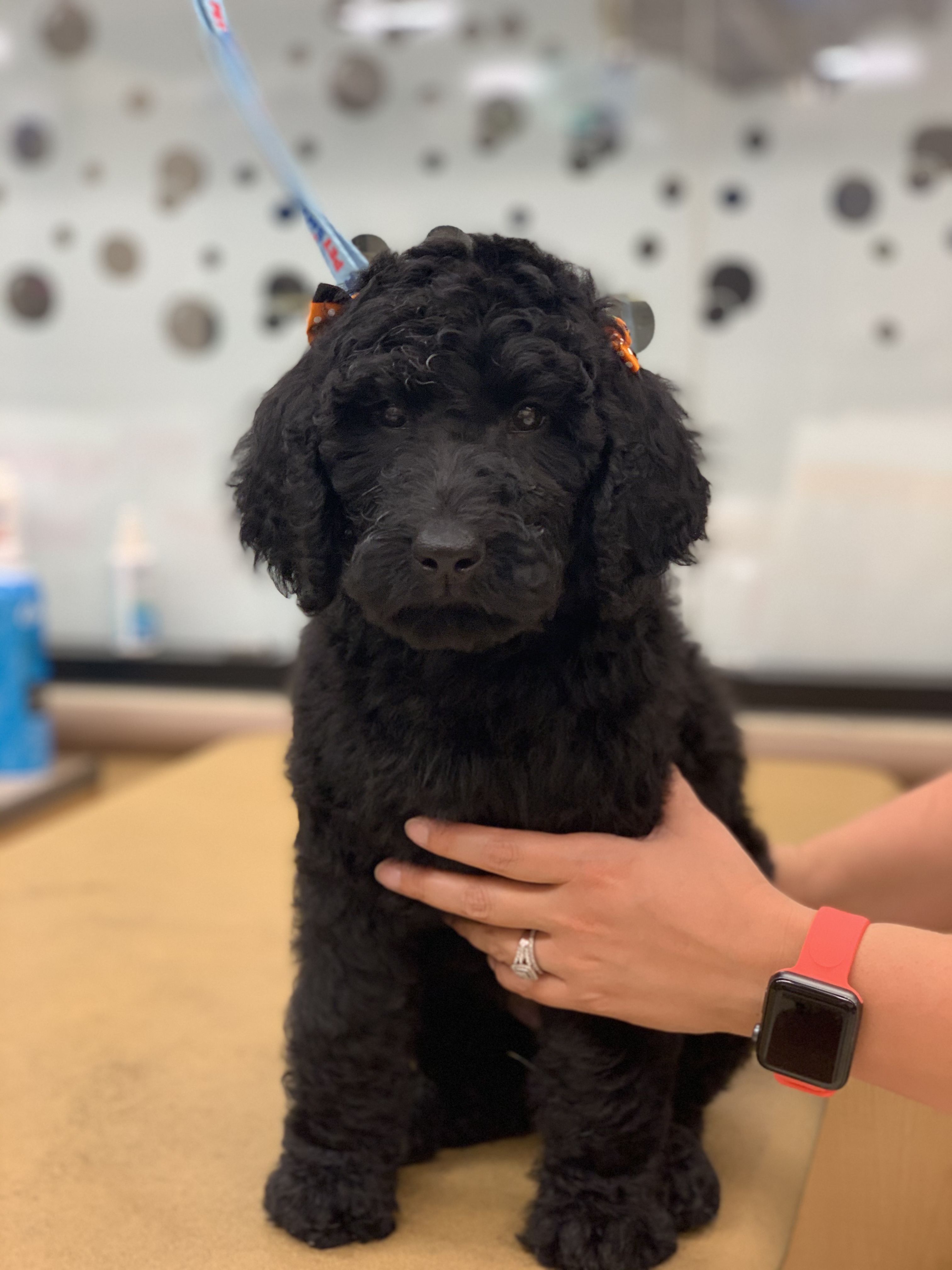 Tiffany with a freshly groomed black poodle puppy wearing little orange bows